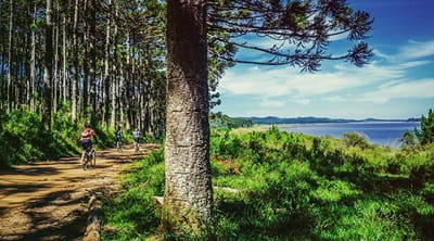 Cycling through the trees by the coast