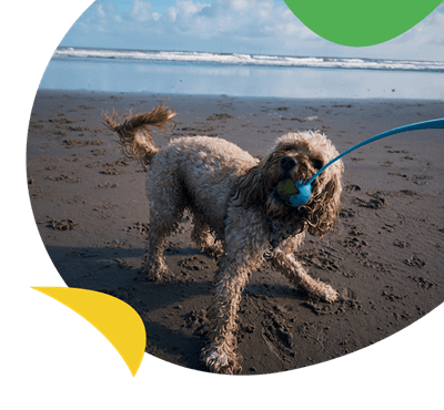 A dog trying to grab a ball on the beach