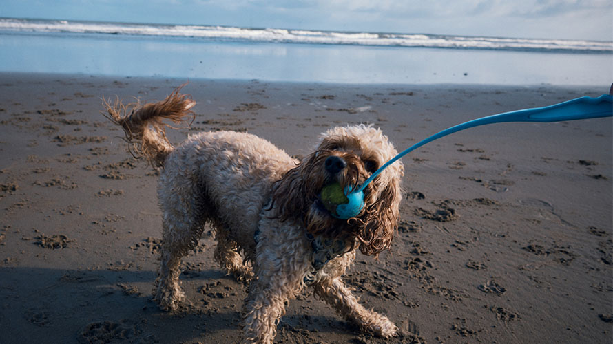 A dog playing with a ball on a beach in the UK