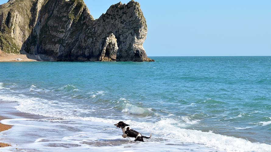 A dog paddling in the waves on Durdle Door Beach in Dorset