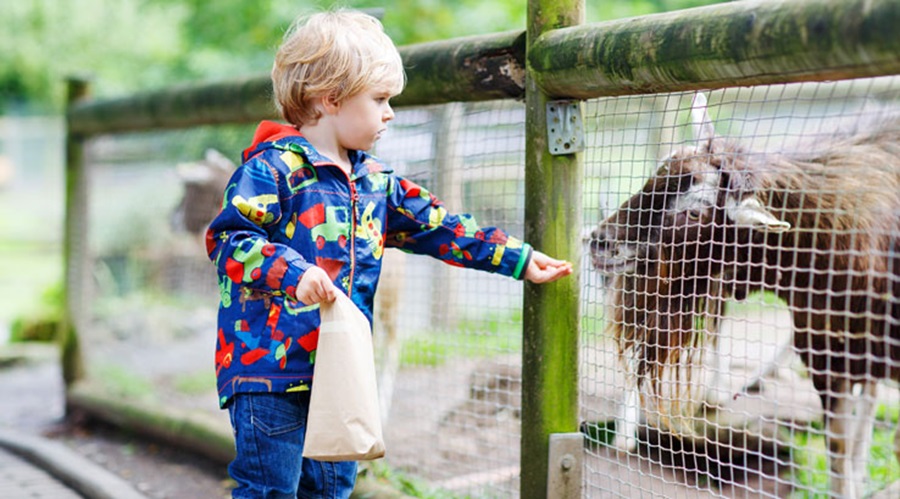 A little boy feeding a goat through a fence