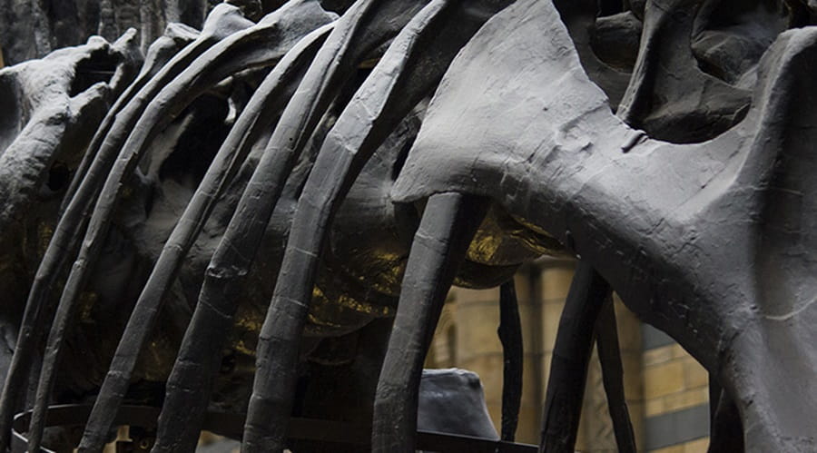 Dinosaur skeleton