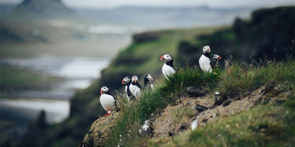 Puffins sitting on top of the cliffs in the Farne Islands in Northumberland