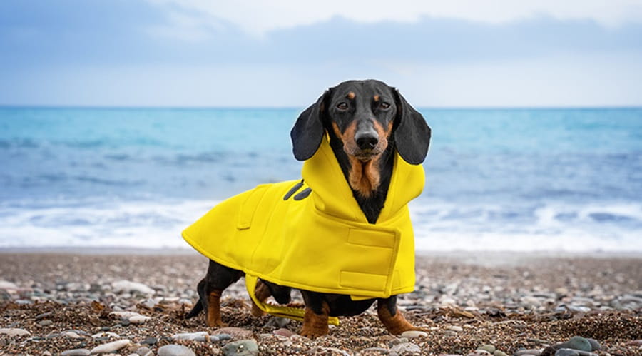 Dog in Raincoat