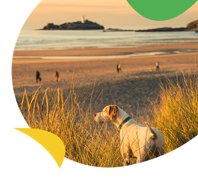 A dog looking out over a beach in Cornwall at sunset