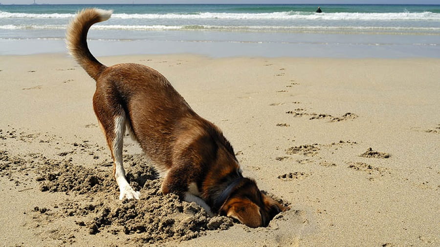 A dog digging in the sand on a beach