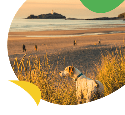 A dog looking out over a beach in Cornwall at sunset