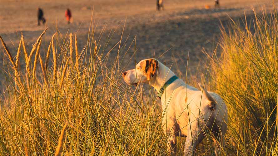 A dog on a Cornish beach at sunset
