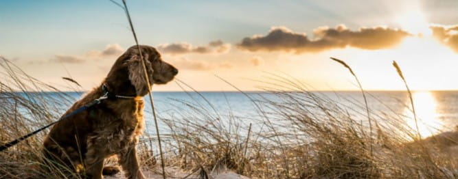 dog sat on top of a sand dune looking at the sunset over the sea