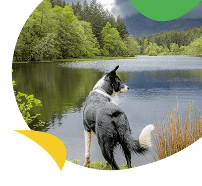 A dog next to the edge of a loch in Scotland