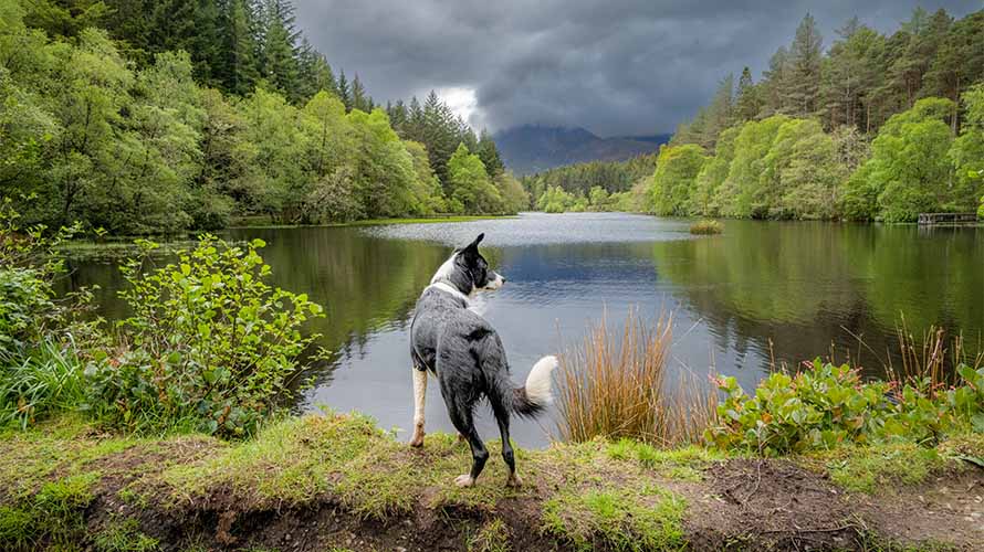 A dog overlooking a loch in Scotland