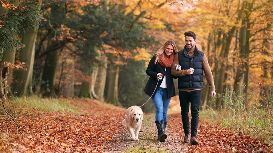 A couple walking their dog through the woods on an autumn day in the Scottish Highlands