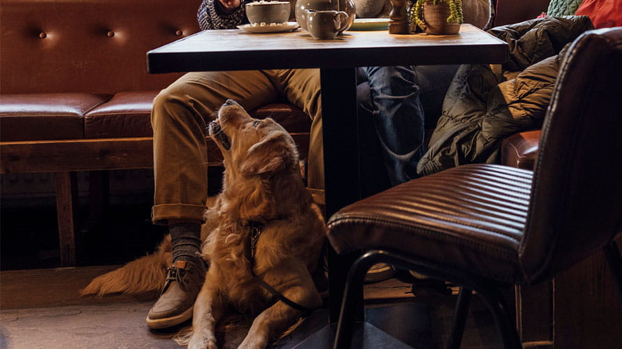 A dog resting beneath a table in a pub