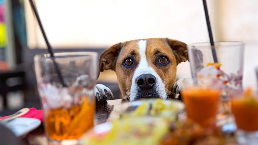 A dog looking over a table in a pub
