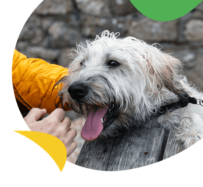 A dog being patted by its owner 