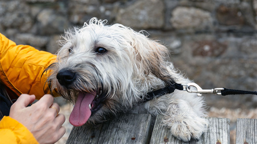 A happy dog being stroked by its owner in a pub beer garden