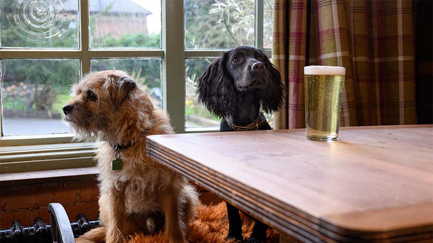 Two dogs sat on a bench in a pub with a pint of beer on the table