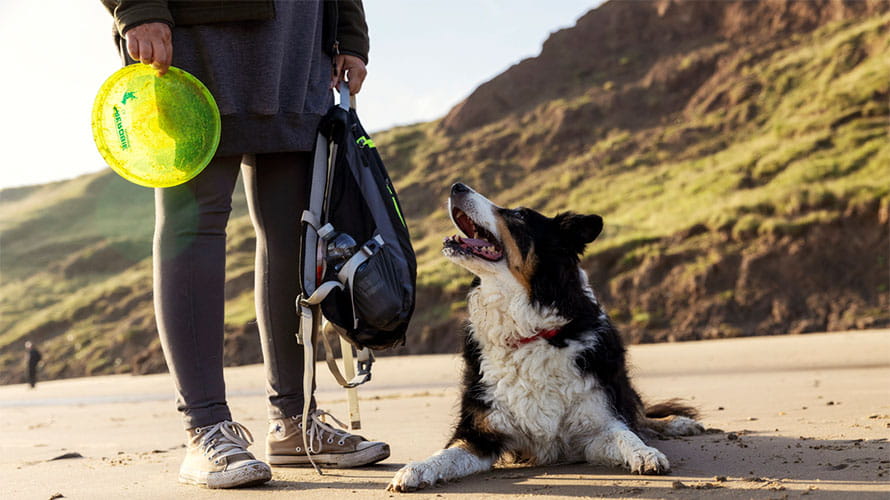 A dog lying on the beach while its owner holds a frisbee