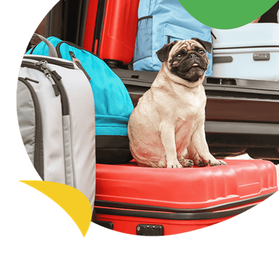 A pug dog sitting on top of a suitcase