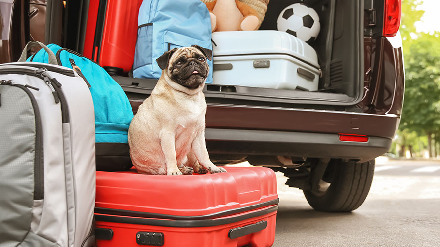 A pug dog sitting on top of a suitcase in front of a car being packed for a road trip