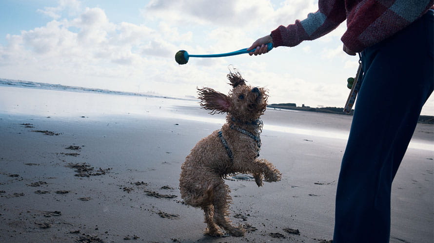 A dog running to fetch a ball as its owner throws it