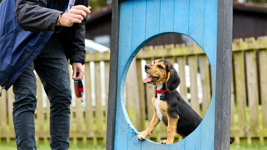 A man holding a treat, training his dog to jump through a hoop