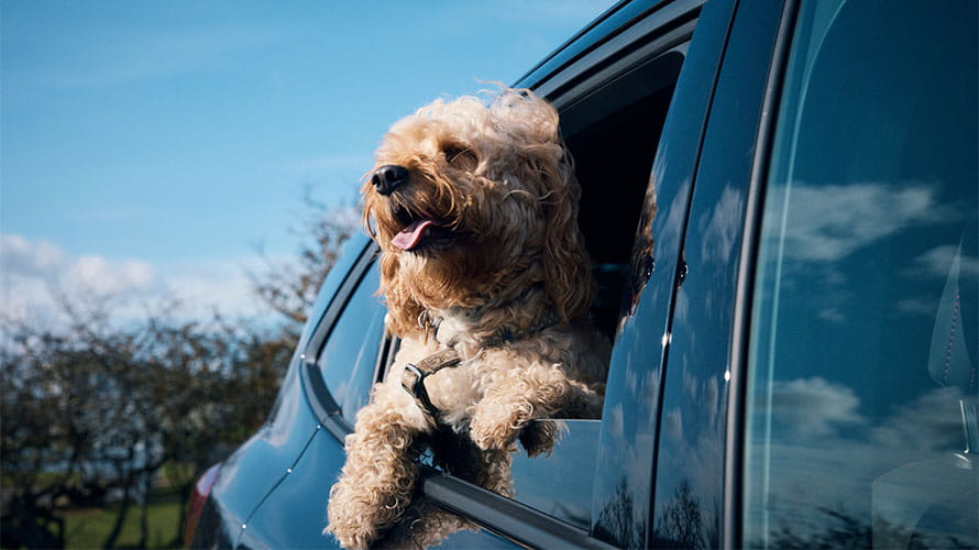 A dog hanging its head out of a car window