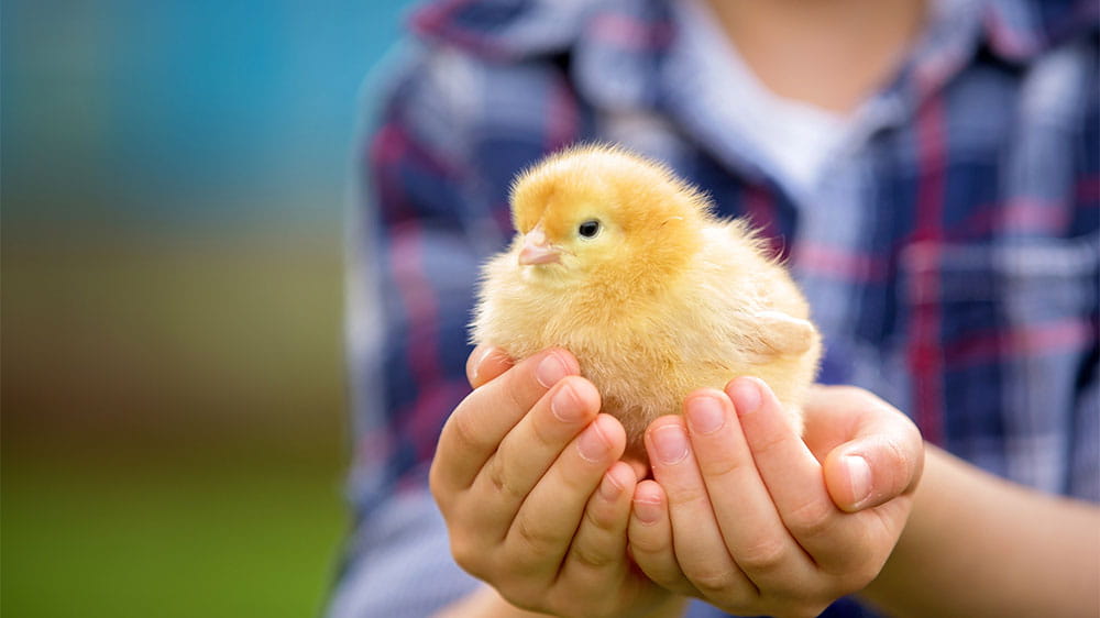A kid holding a cute baby chick