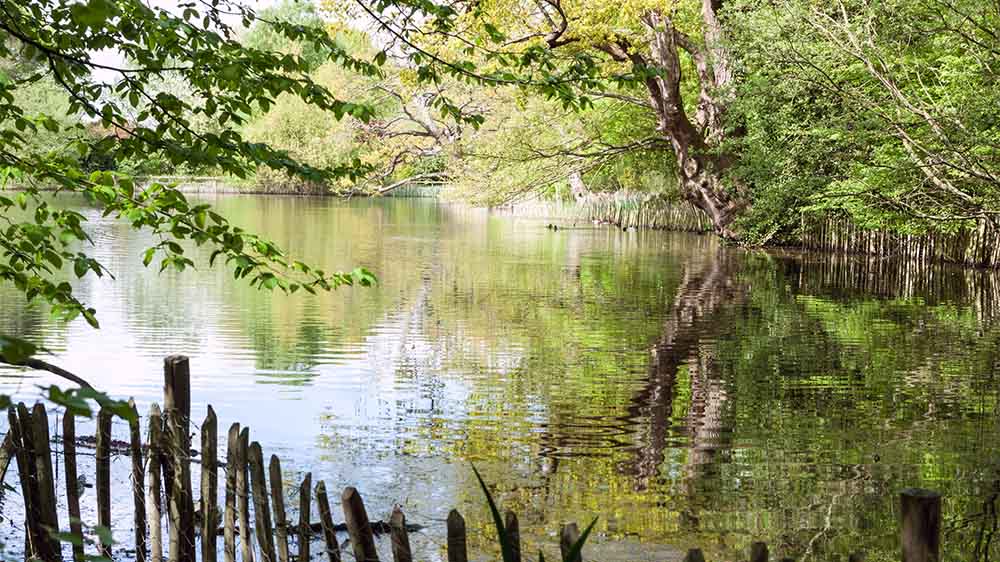 The lake at Danbury Country Park in Essex