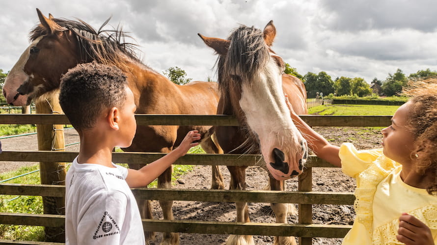 Children stroking horses in a field