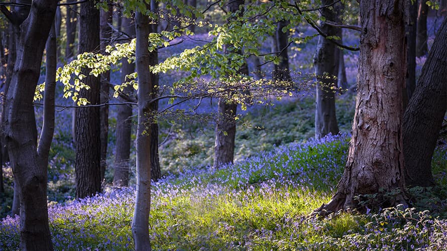Bluebells growing in the woods at Margam Country Park in Wales