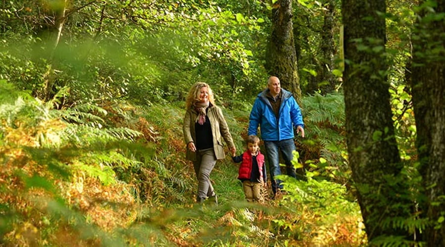 Autumn woodland walk