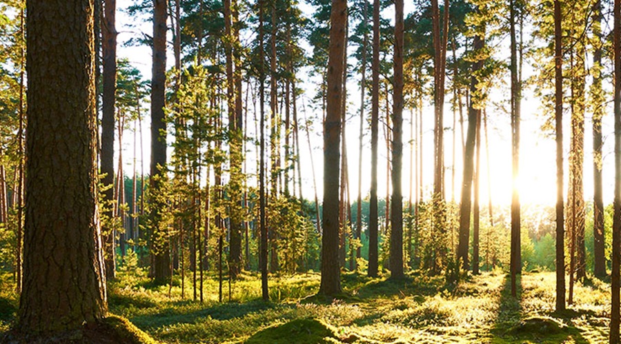British Forest