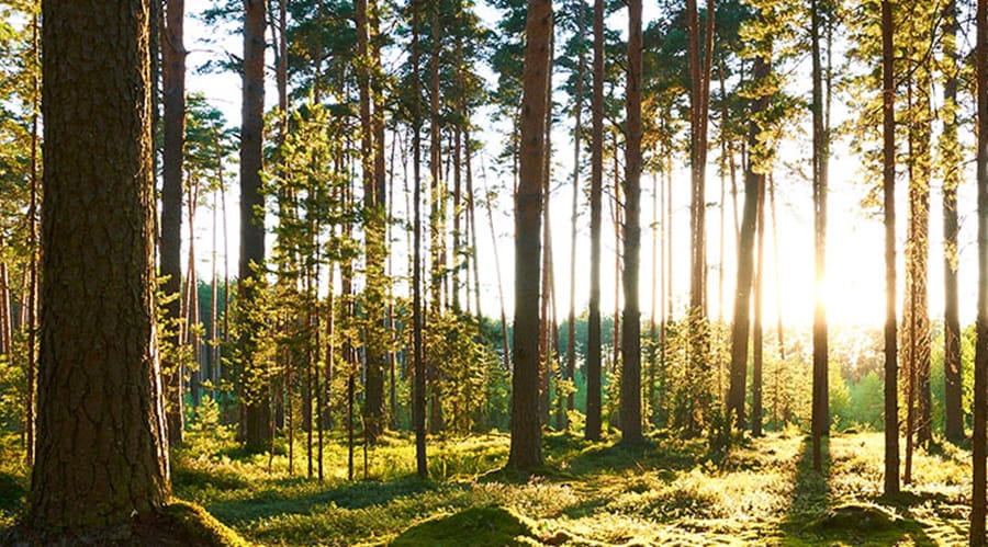 British Forest