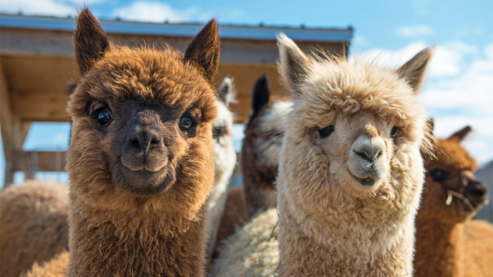Two alpacas side by side, looking at the camera