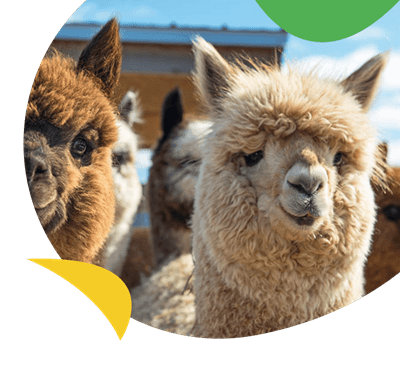 Friendly alpacas posing for a photo