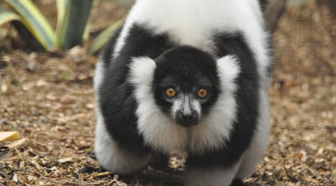 Black and white Lemur