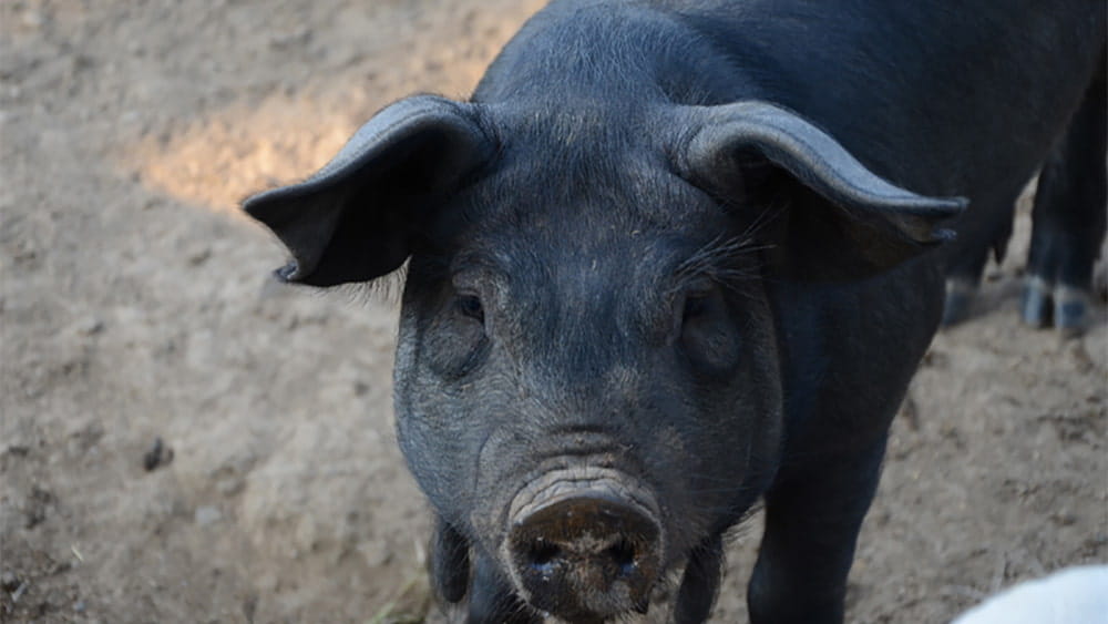 A pig at a farm