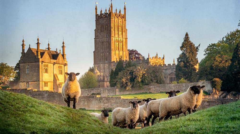 Sheep gathering in front of the church on a frosty morning in Chipping Campden