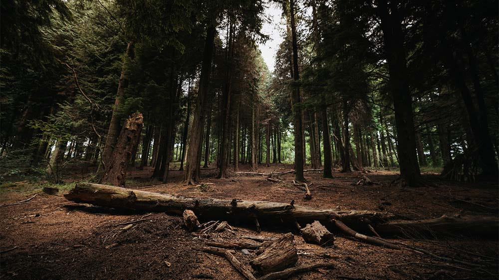 A moody dark scene amongst the trees in Idless Woods in Cornwall