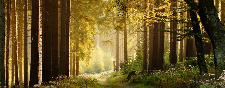 Forest with light shining through the trees