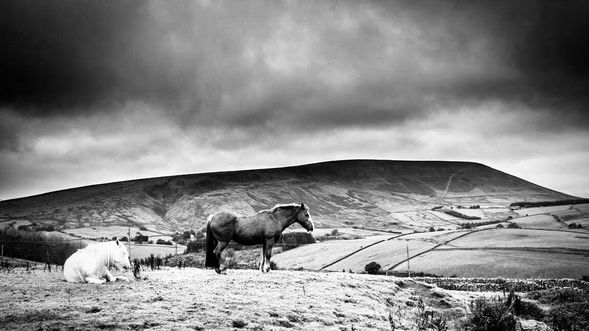 Horses in a field looking over Pendle Hill