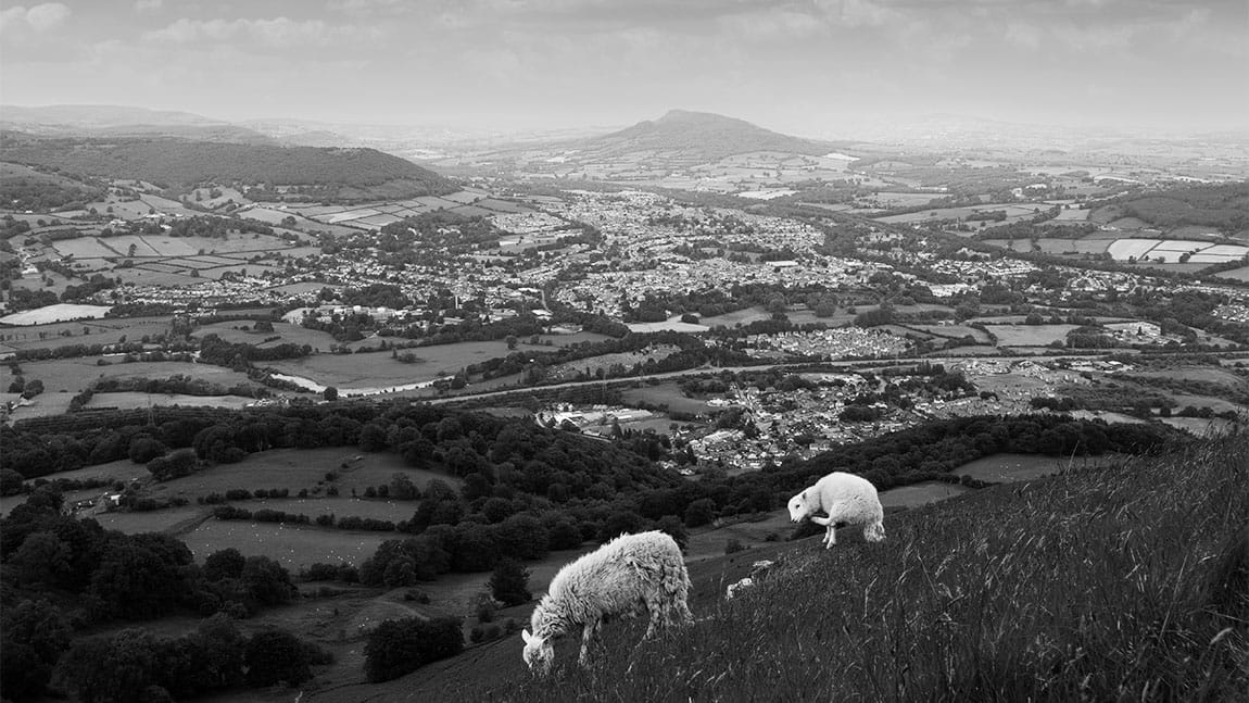 A black and white landscape photo of sheep grazing with views over Abergavenny in the background