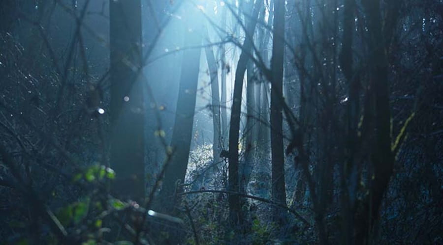 Night time woodland scene