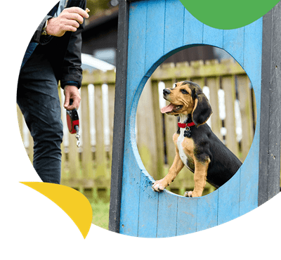 A puppy exploring the dog exercise area at a Parkdean Resorts holiday park