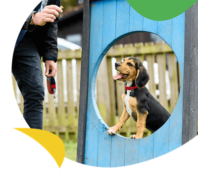 A puppy exploring the dog exercise area at a Parkdean Resorts holiday park