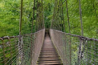 A rope bridge leading through the treetops in a woodland