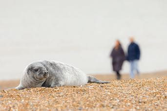 A seal lying on the shingle beach in Norfolk, while a couple walk past