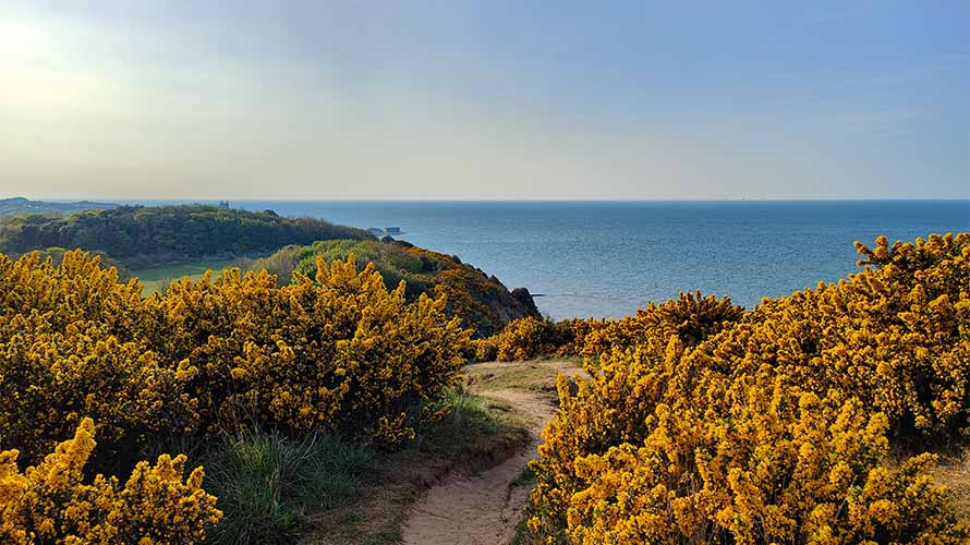 A coastal path winding through shrubs on the Norfolk coastline