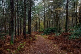A woodland trail near Sandringham Estate in Norfolk